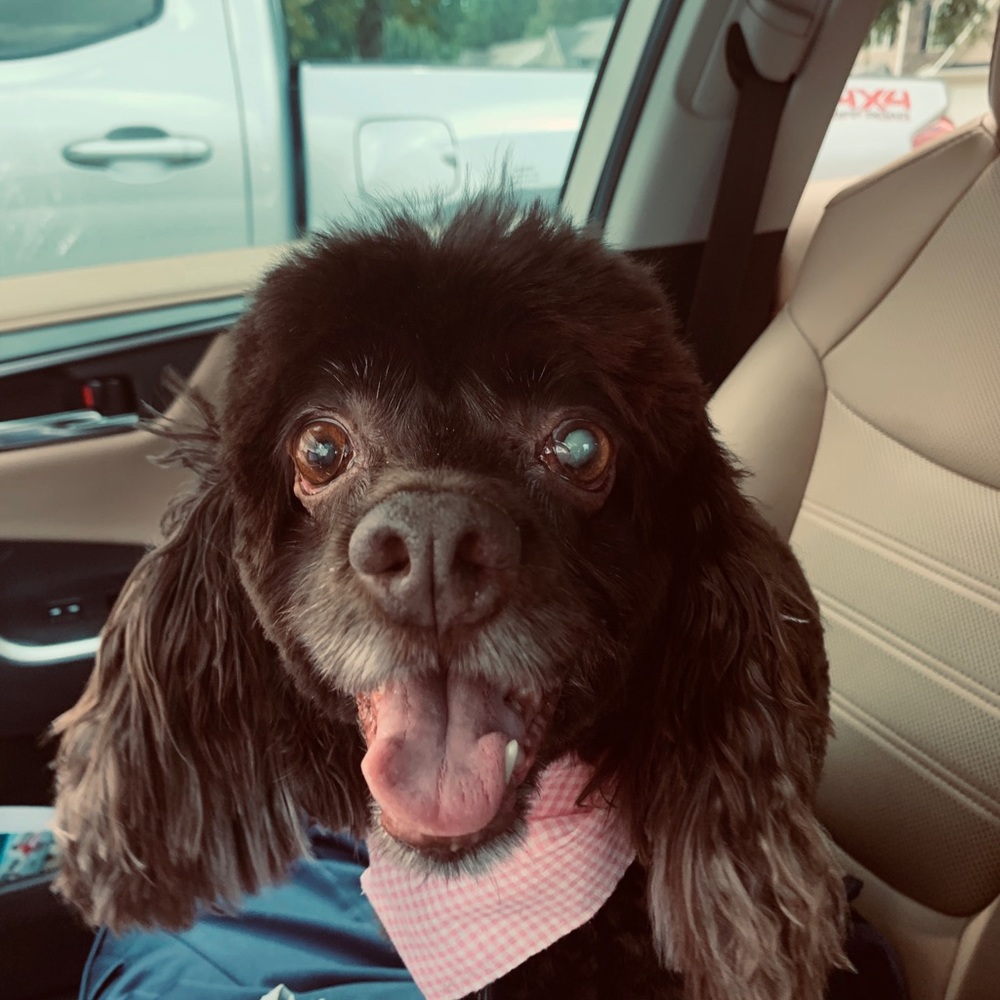 Meet your Posher, Lauren